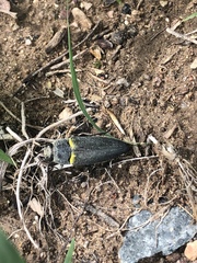 Hippomelas planicauda