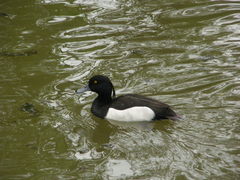 Aythya fuligula