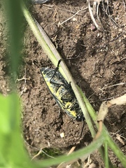 Hippomelas planicauda