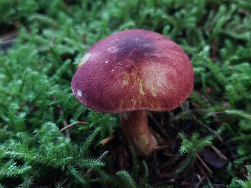 Tricholomopsis rutilans — (c) MJDapifer, some rights reserved (CC BY)