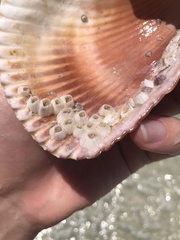 Amphibalanus venustus