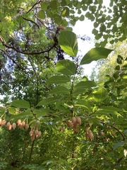 Styracaceae