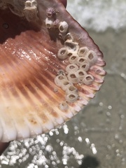 Amphibalanus venustus