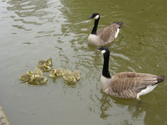 Branta canadensis