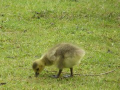 Branta canadensis