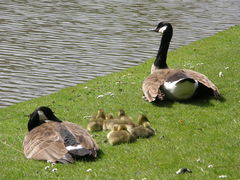 Branta canadensis