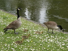 Branta canadensis