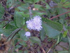 Ageratum gaumeri