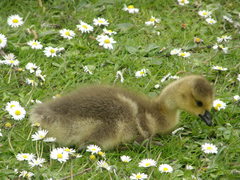 Branta canadensis