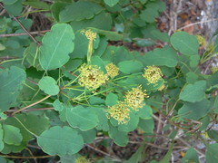 Porophyllum punctatum