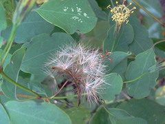 Porophyllum punctatum