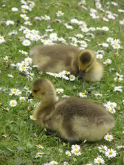 Branta canadensis
