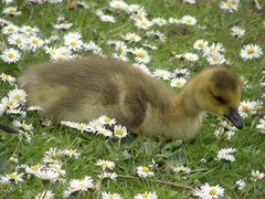 Branta canadensis