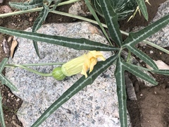 Cucurbita digitata