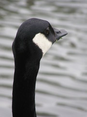Branta canadensis