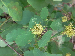 Porophyllum punctatum