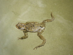 Bufo bufo