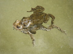 Bufo bufo