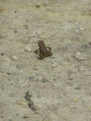 Bufo bufo
