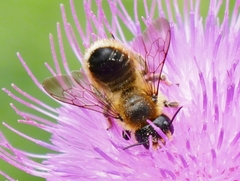 Megachile versicolor
