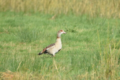 Alopochen aegyptiaca