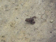 Bufo bufo