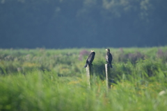 Phalacrocorax carbo