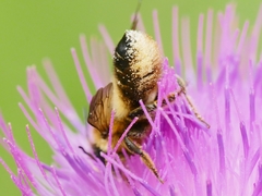 Megachile versicolor