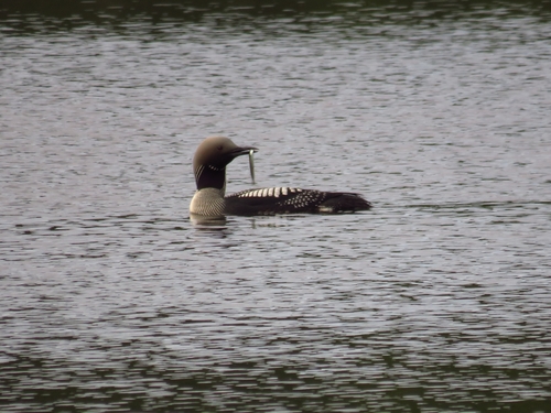 Colimbo ártico (Gavia arctica)