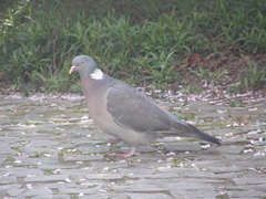 Columba palumbus
