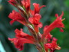 Red Reedpipe - Photo (c) Gigi Laidler, some rights reserved (CC BY-NC), uploaded by Gigi Laidler