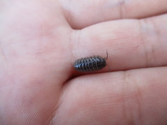 Armadillidium vulgare