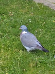 Columba palumbus