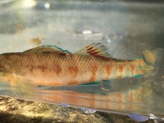 Etheostoma tallapoosae