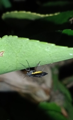 Sciara hemerobioides