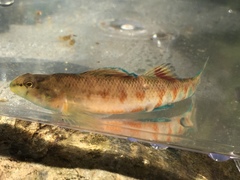 Etheostoma tallapoosae