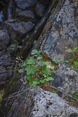 Heuchera glabra