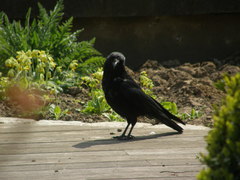 Corvus corone