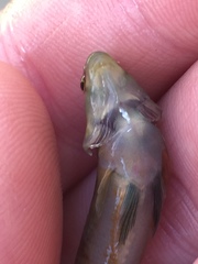 Etheostoma tallapoosae