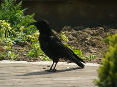 Corvus corone
