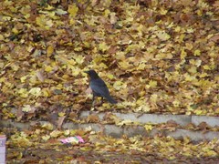 Corvus corone