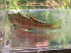 Etheostoma tallapoosae