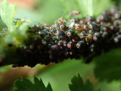 Metopeurum fuscoviride