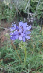 Gilia capitata chamissonis