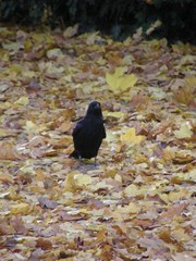 Corvus corone