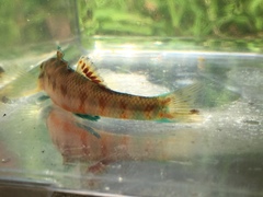 Etheostoma tallapoosae