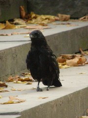Corvus corone