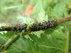 Metopeurum fuscoviride