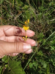 Hypericum linarioides
