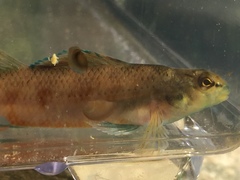Etheostoma tallapoosae